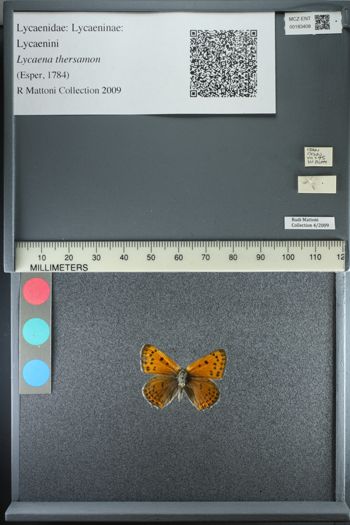 Media type: image;   Entomology 183408